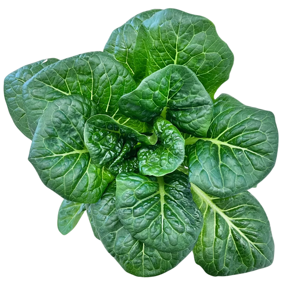 Juneau Greens Romaine - 5 OZ