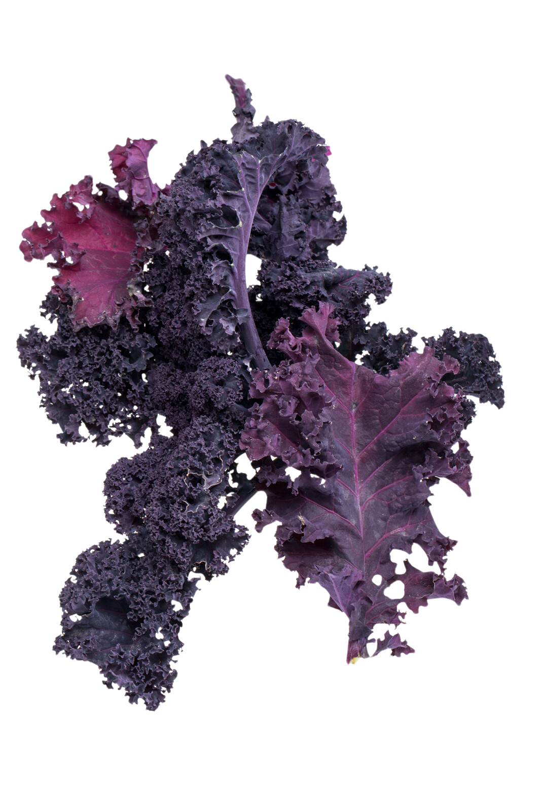 Organic Purple Kale - BUNCH