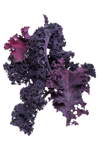 Organic Purple Kale - BUNCH
