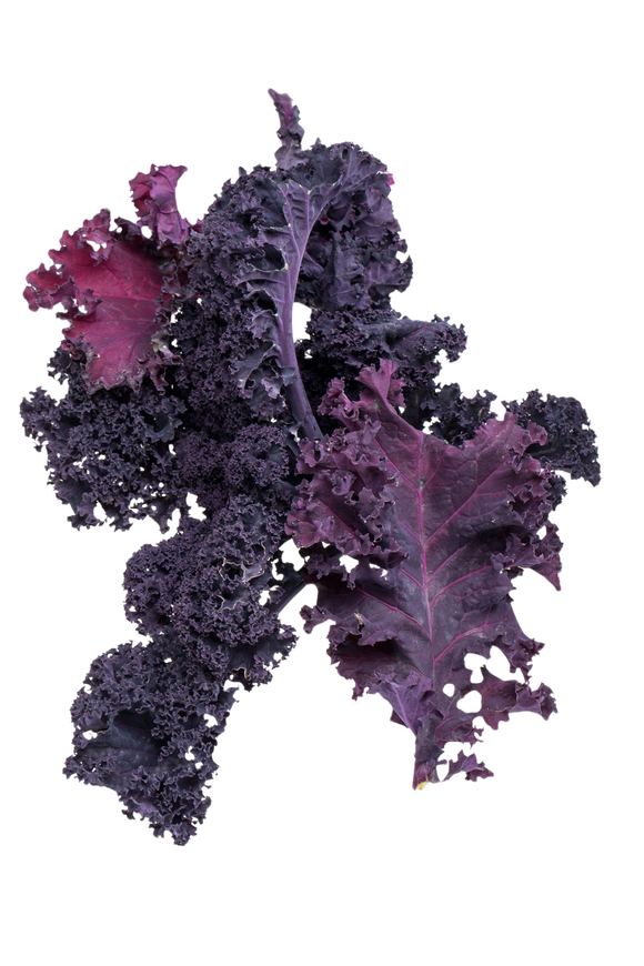 Organic Purple Kale - BUNCH