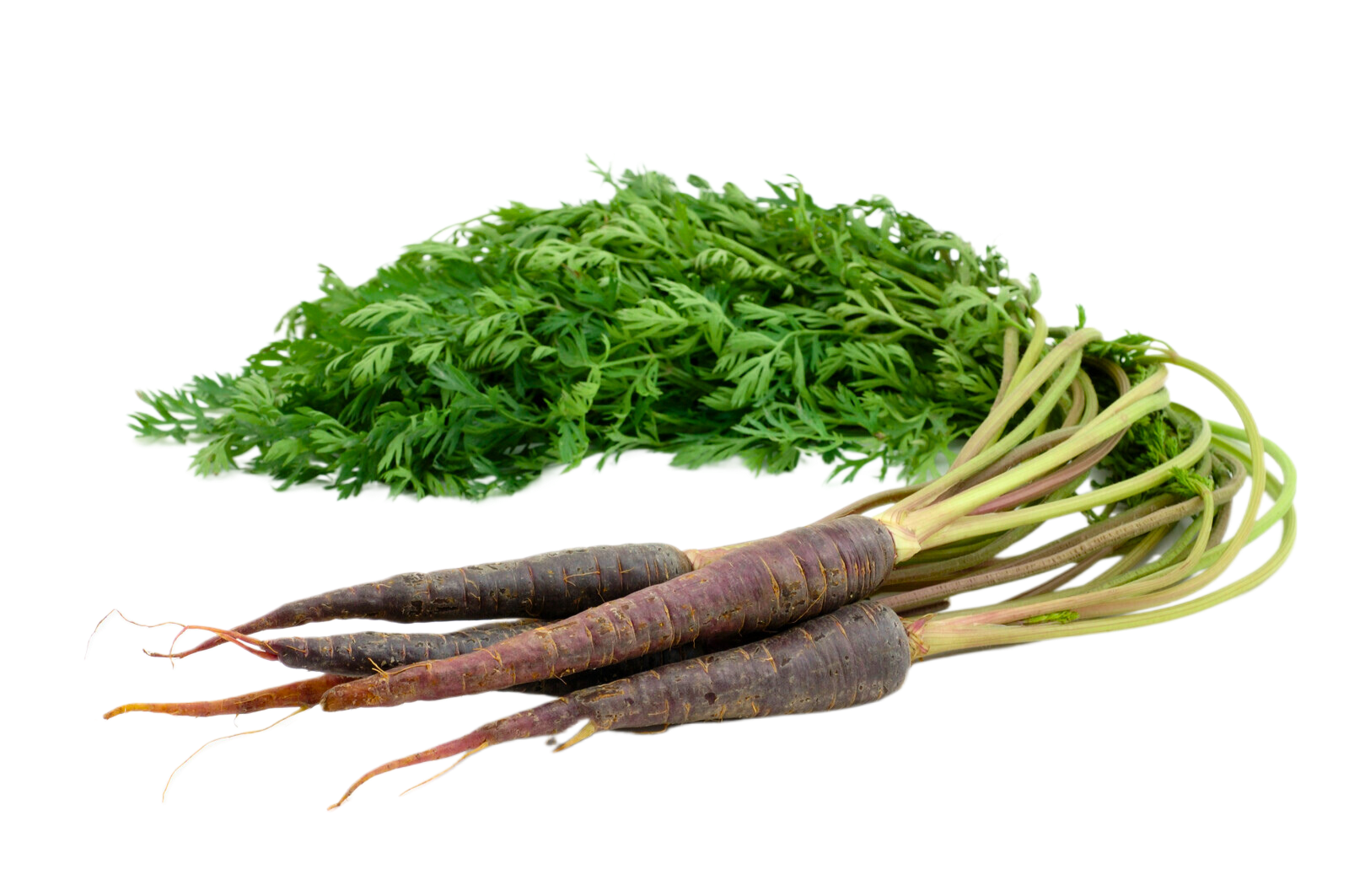 Organic Purple Carrots - BUNCH