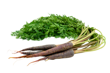 Organic Purple Carrots - BUNCH