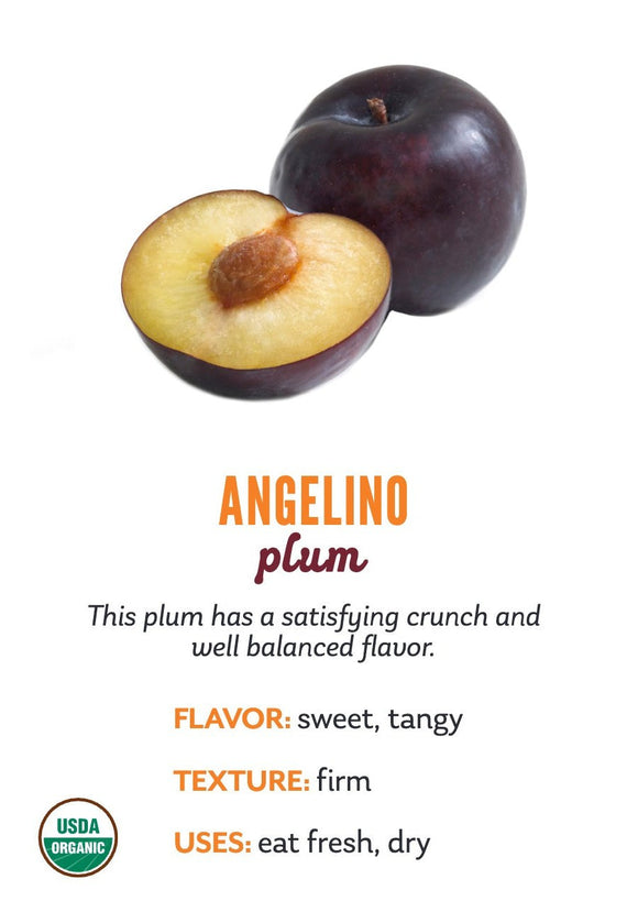 Angelino variety card