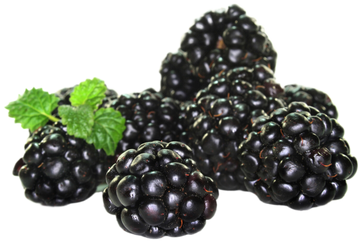 Organic Blackberries - 1/2 PINT
