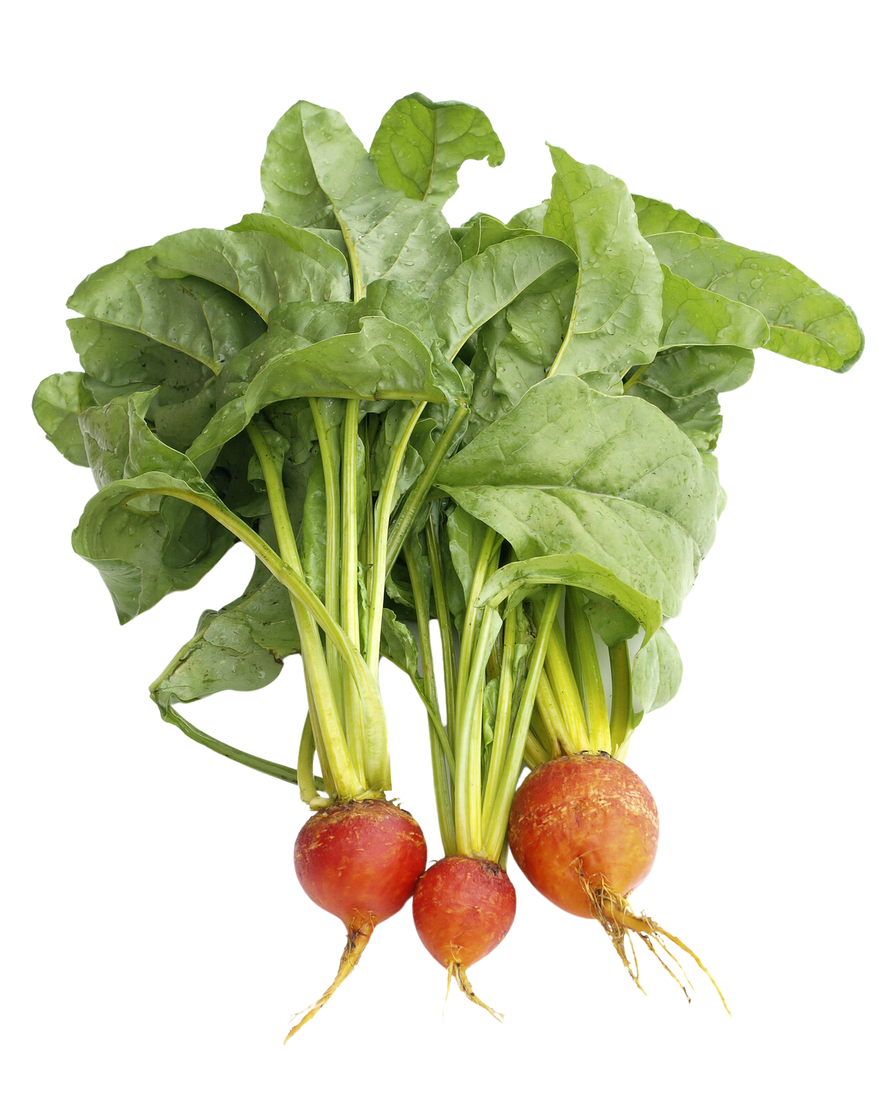 Organic Gold Beets - BUNCH