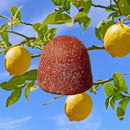 Berrylicious Organic Natural Fruit Snacks (5-pack)-7