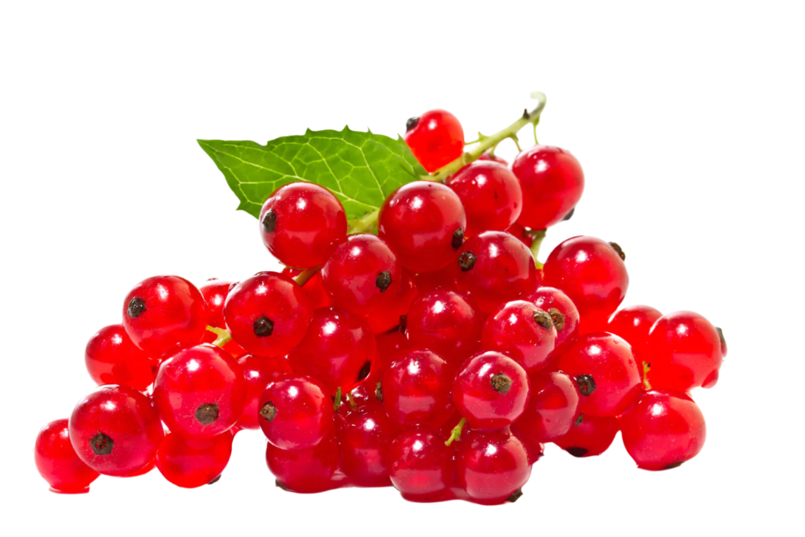 Organic Red Currants - 1/2 PINT