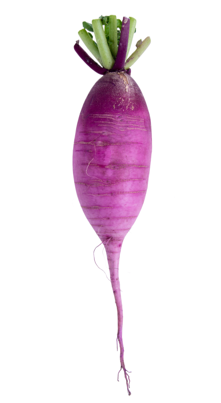 Organic Purple Daikon - PER LB