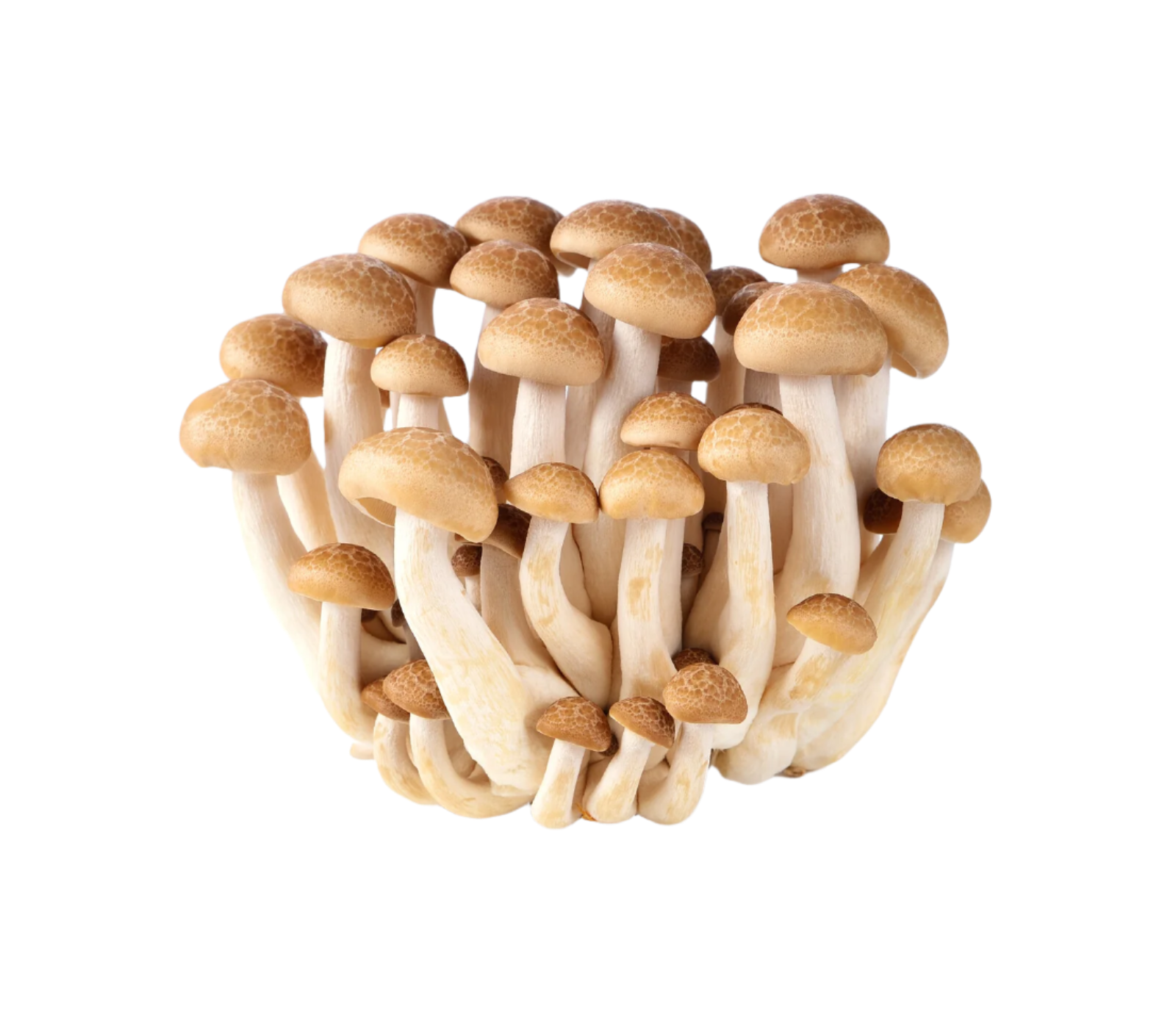 Organic Brown Beech Mushrooms - 1/2 LB