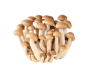 Organic Brown Beech Mushrooms - 1/2 PINT-2