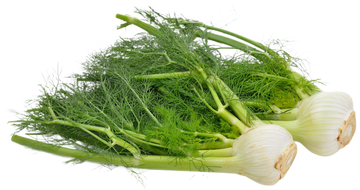Organic Fennel - EACH