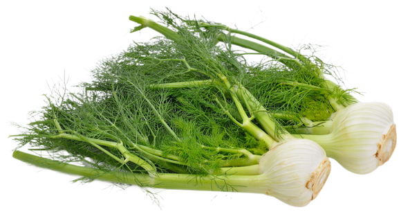 Organic Fennel - EACH