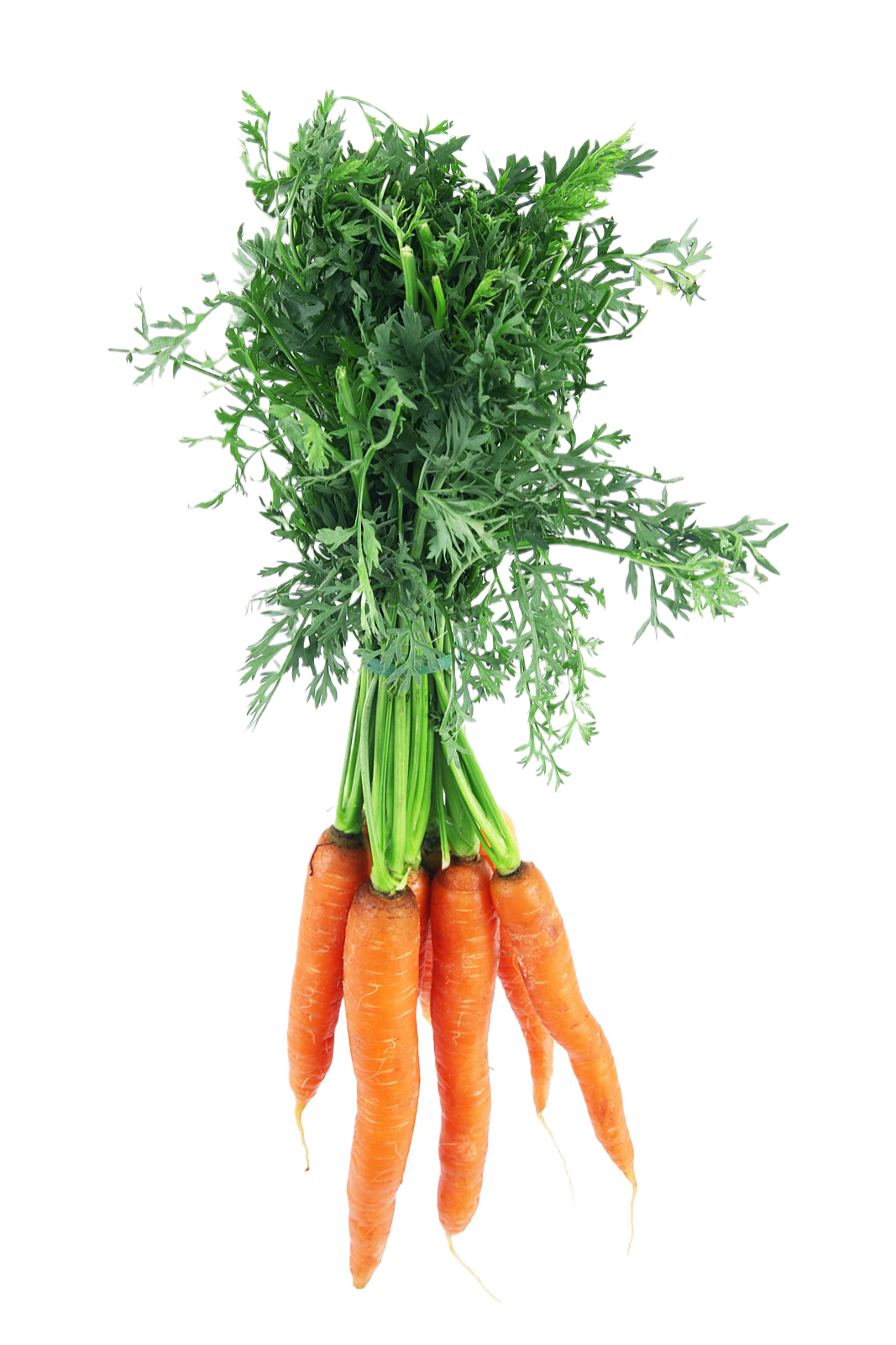 Organic Nantes Carrots - BUNCH