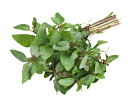 Organic Spearmint - BUNCH