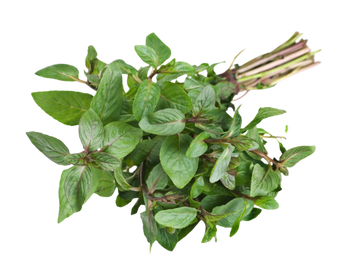 Organic Spearmint - BUNCH