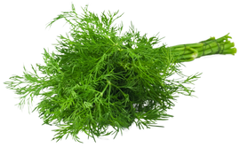 Organic Dill - BUNCH