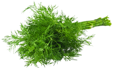 Organic Dill - BUNCH