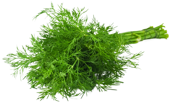 Organic Dill - BUNCH