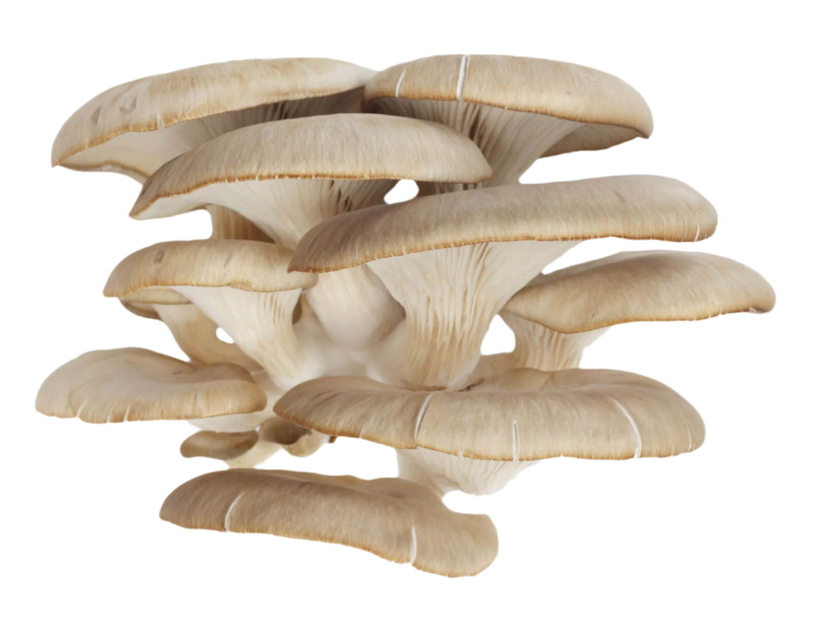 Organic Oyster Mushrooms - 1/2 LB