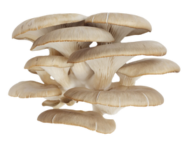 Organic Oyster Mushrooms - PER LB