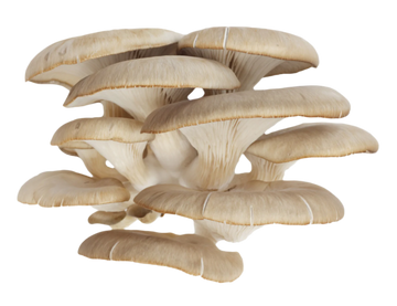 Organic Oyster Mushrooms - PER LB