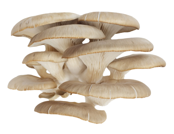Organic Oyster Mushrooms - PER LB
