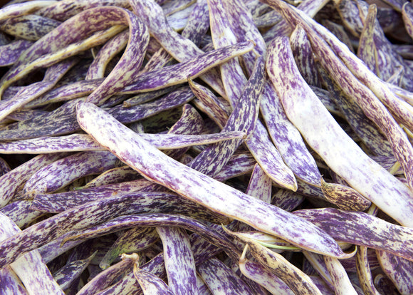 Organic Dragon Tongue Beans - PINT