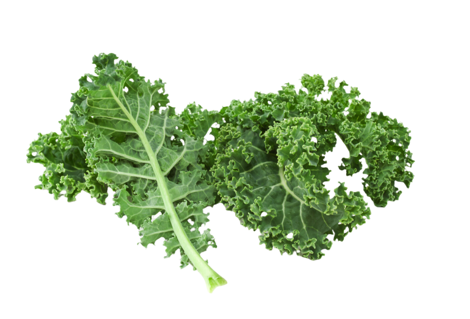 Organic Kale - BUNCH