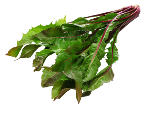Organic Red Dandelion Greens - BUNCH