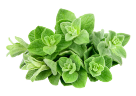 Organic Oregano - BUNCH