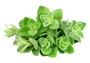 Organic Oregano - BUNCH
