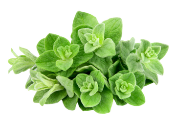 Organic Oregano - BUNCH