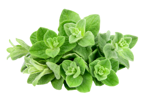 Organic Oregano - BUNCH