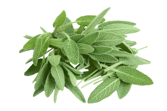 Organic Sage - CLAMSHELL
