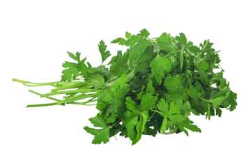 Organic Cilantro - BUNCH