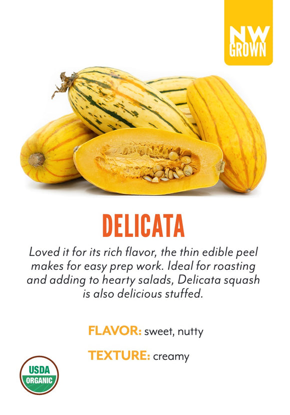 Delicata Squash variety card