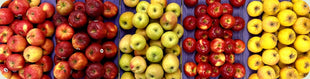 Corail, Spitzenburg, Mountain Rose, Crimson Crisp and Opal apples on purple trays