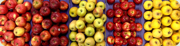 Corail, Spitzenburg, Mountain Rose, Crimson Crisp and Opal apples on purple trays