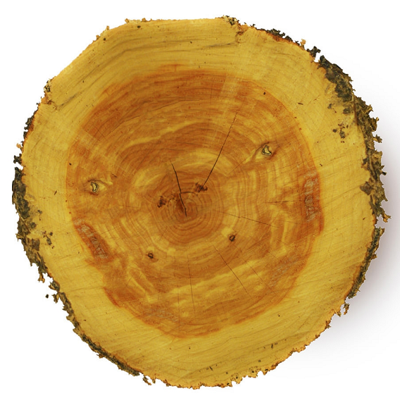 Cedarwood Atlas Essential Oil Organic 15 mL