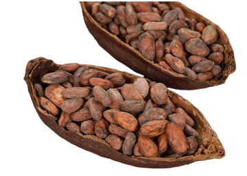 Cocoa Bean Butter Essential Oil 50mL