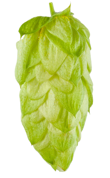 Hops Essential Organic Oil 10 mL