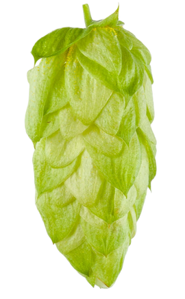 Hops Essential Organic Oil 10 mL