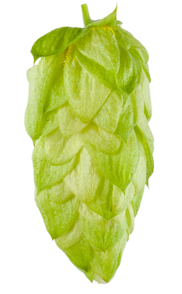 Hops Essential Organic Oil 10 mL