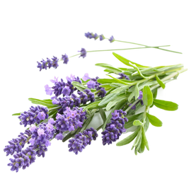 Copy of Lavender Essential Oil 15mL