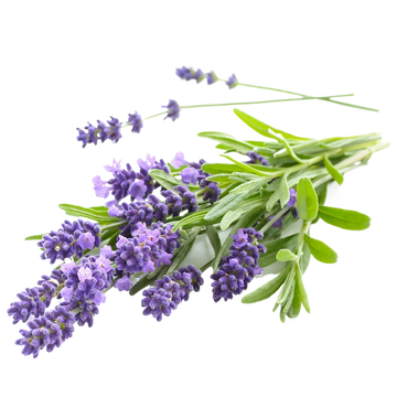 Copy of Lavender Essential Oil 15mL