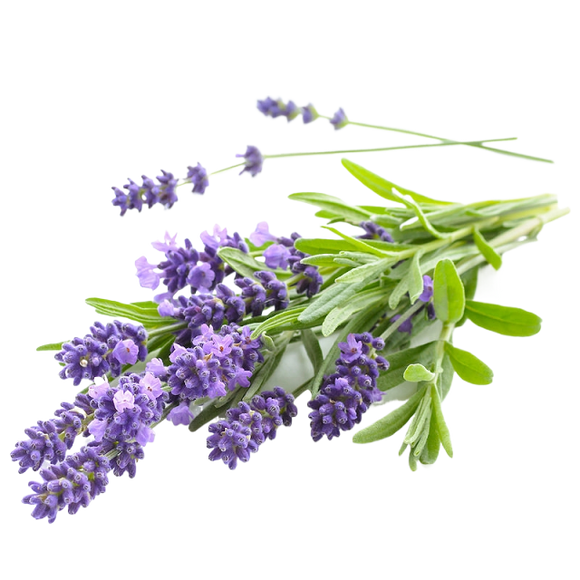 Copy of Lavender Essential Oil 15mL