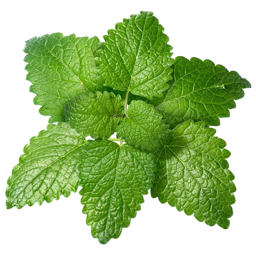Melissa (Lemon Balm) Essential Oil Organic 10 mL