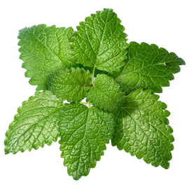 Melissa (Lemon Balm) Essential Oil Organic 10 mL