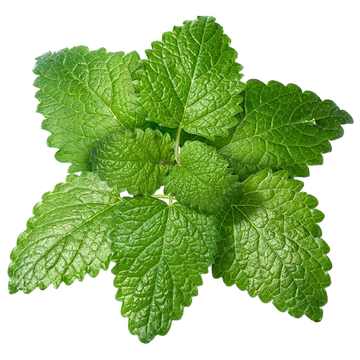 Melissa (Lemon Balm) Essential Oil Organic 10 mL