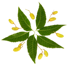 Neem Organic Essential Oil 30 mL